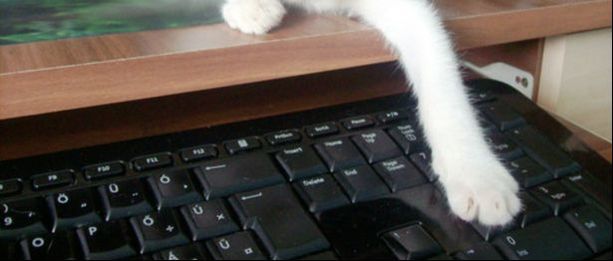 Cat typing near a keyboard
